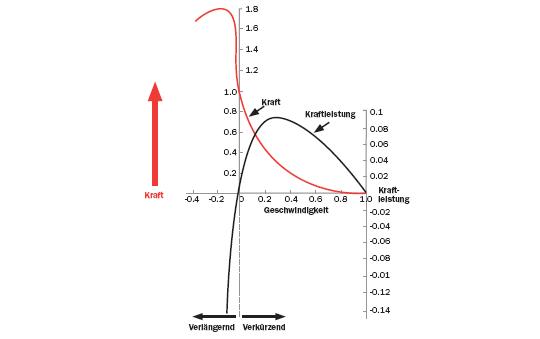 Maximalkrafttrainig: Die rote Linie zeigt das Verhältnis von Kraft zu Geschwindigkeit im Muskel an. Die schwarze Linie steht für die relative Kraftleistung. Es gibt 2 Phasenmit hoher Kraftleistung, einmal während der Verkürzung desMuskels (positive Kraft) und einmal während der Verlängerung (negative Kraft).