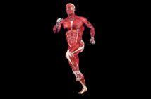 So wichtig sind Muskeln für die Ausdauer: Traingsaufbau und Trainingspläne für das Ausdauertraining