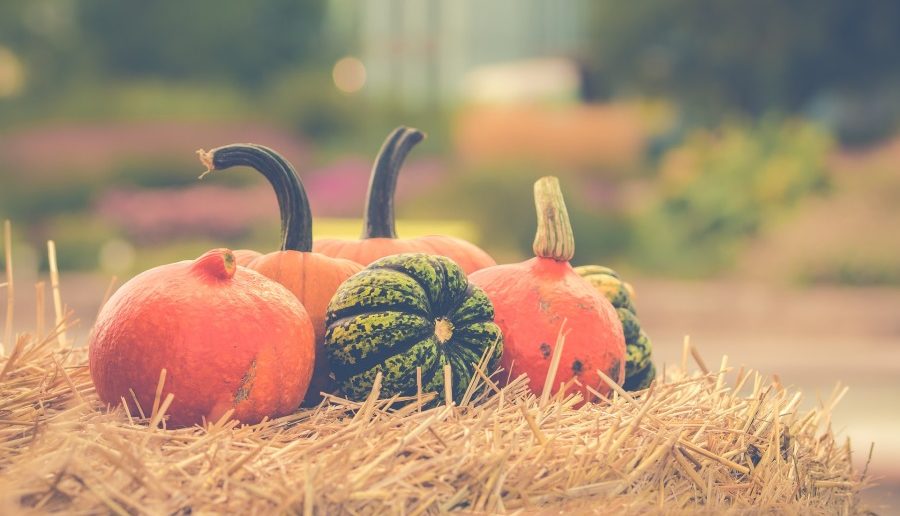 Kürbis, gesund, kalorienarm