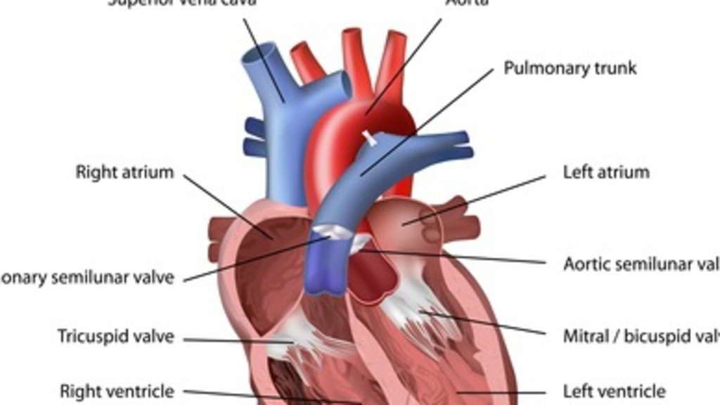 Die Physiologie Des Herzens Fitness Herzfrequenz Sportmedizin