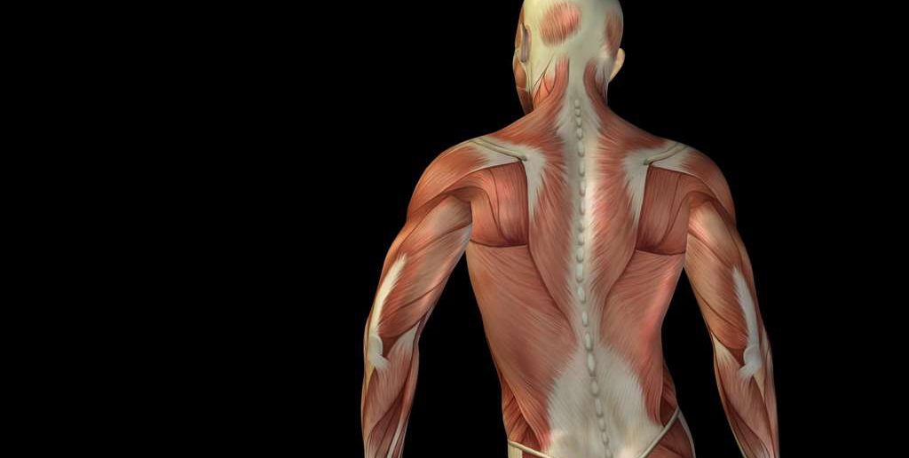 Faszientraining: Wichtig, sinnvoll und gesund! Warum ist Faszientraining so wichtig? Das Training der Faszien kann Verspannungen lösen und bringt das Bindegewebe in Bestform.