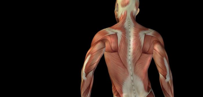 Warum ist Faszientraining so wichtig? Das Training der Faszien kann Verspannungen lösen und bringt das Bindegewebe in Bestform.