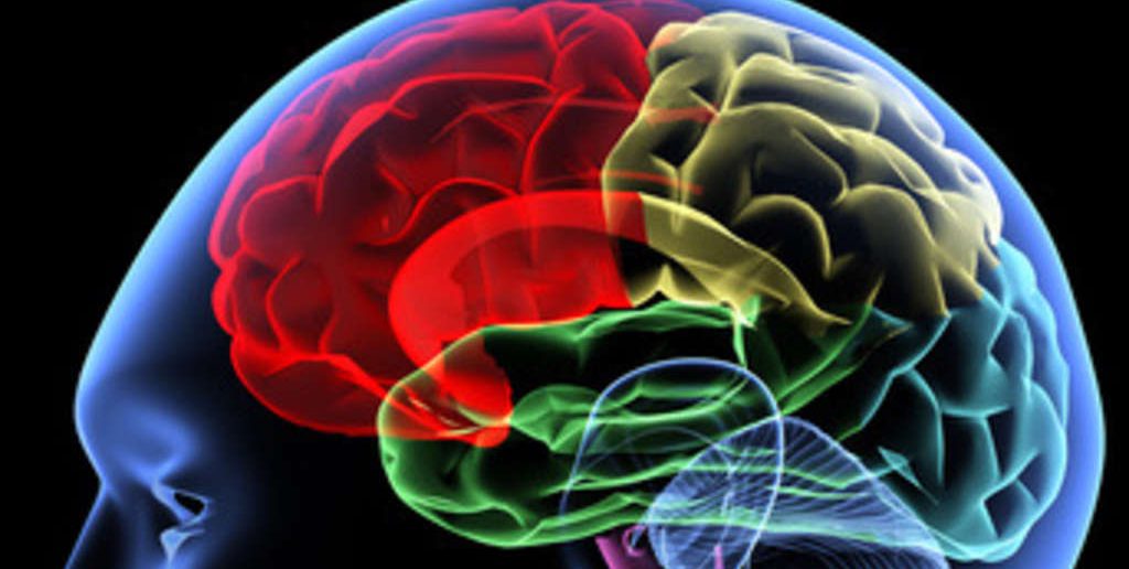 ZNS: Neurowissenschaftliche Erkenntnisse revolutionieren derzeit die Trainingslehre und den Spitzensport