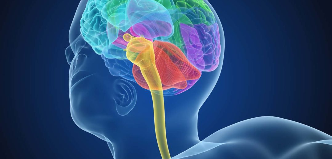 Die wichtigsten neuronalen Steuerungssysteme zur Optimierung der Körperhaltung