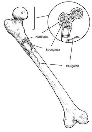 Osteoporose: der Aufbau des Knochens
