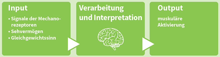 Der Zusammenhang von Gehirn und Bewegung
