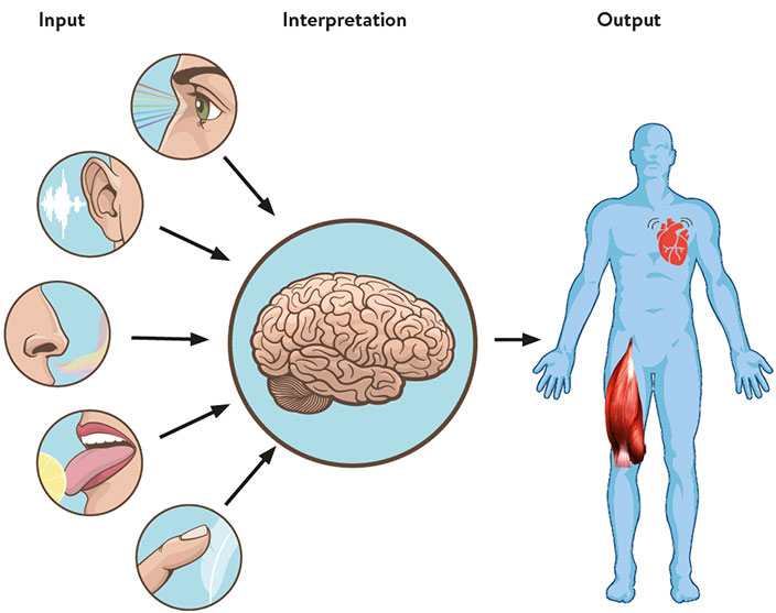 was ist neuronale heilung: infografik