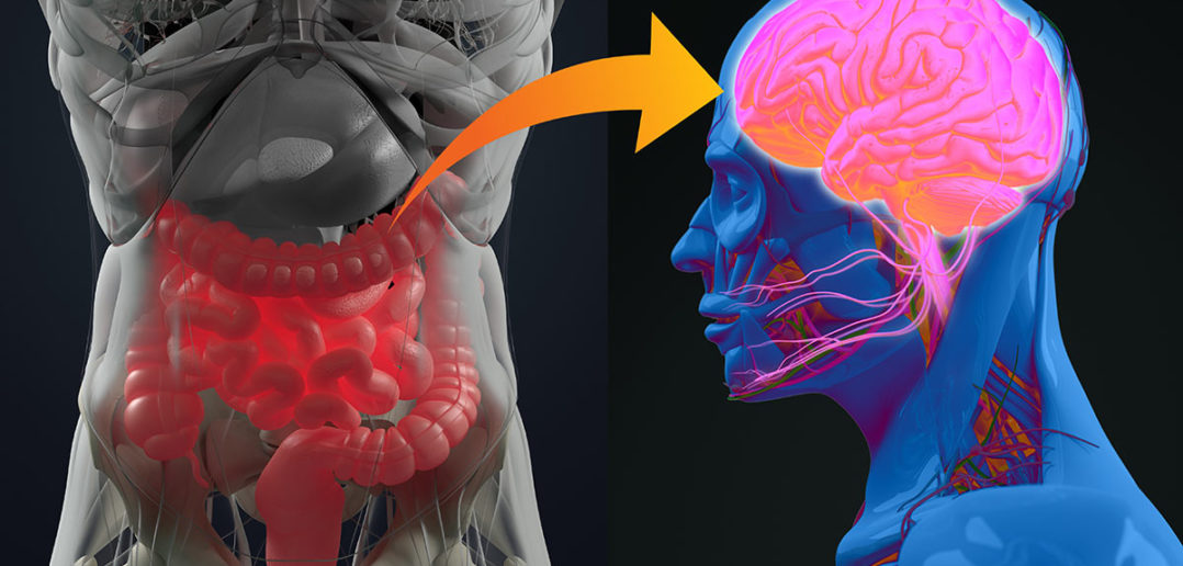 gesundheitstipps für darm und gehirn