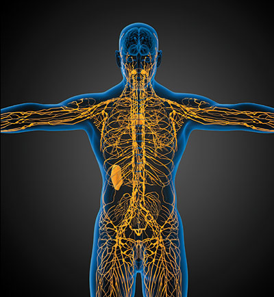 Das Lymphsystem dient sowohl der Nährstoffaufnahme als auch dem Abtransport von Giften und Stoffwechselendprodukten