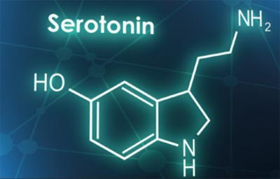 Neurotransmitter Serotonin