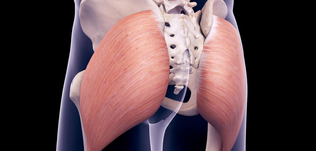 Aufbau und Funktion der Gesäßmuskulatur