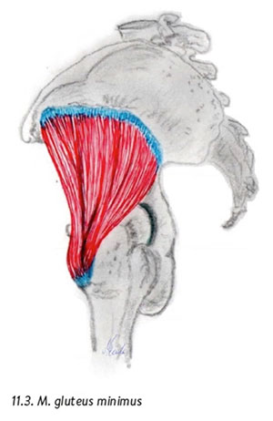 Gesäßmuskulatur: Anatomie, Aufbau und Funktion des gluteus minimus