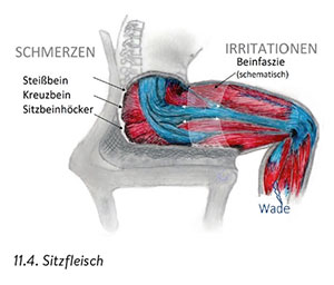 Gesäßmuskulatur: Anatomie, Aufbau und Funktion