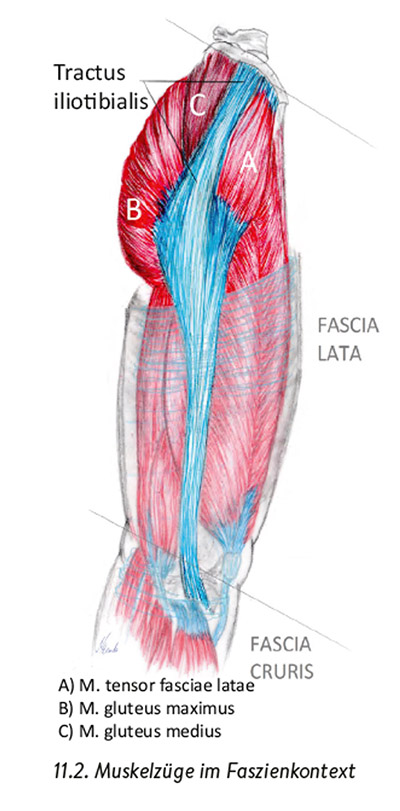 Gesäßmuskulatur: Anatomie, Aufbau und Funktion der Muskelzüge und Faszien
