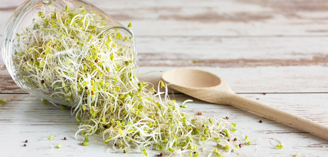 anleitung und tipps: sprossen selber ziehen, so gehts