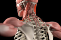 So ist die Nacken- und Halsmuskulatur aufgebaut: Anatomie, Übungen, Training