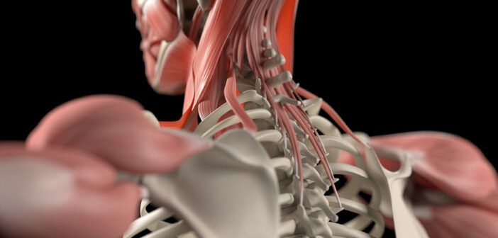 So ist die Nacken- und Halsmuskulatur aufgebaut: Anatomie, Übungen, Training