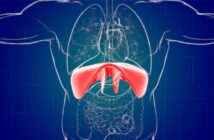anatomie und aufbau des zwerchfells