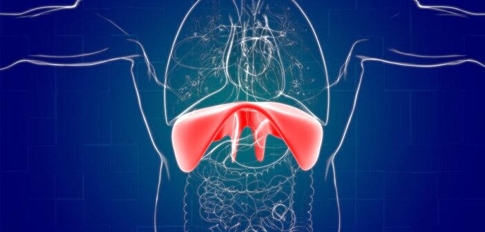 anatomie und aufbau des zwerchfells