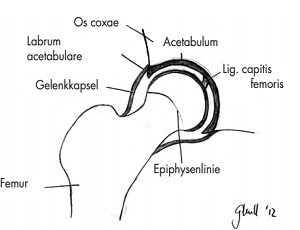 Die Hüfte ist eines der stärksten und stabilsten Gelenke. Erfahre alles über die komplexe Anatomie und Physiologie des Hüftgelenks.