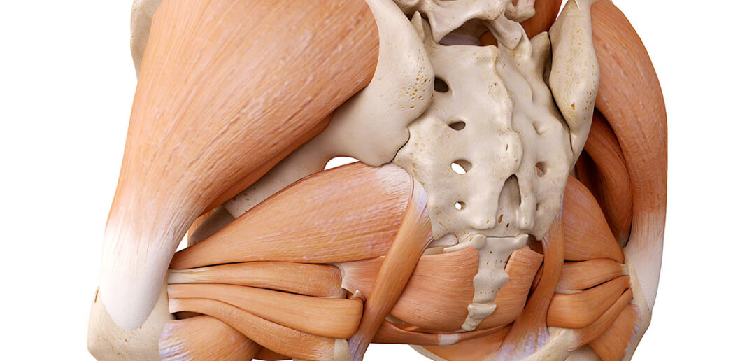 Ratgeber: diese Muskeln sind in der Hüfte