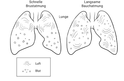 Nasenatmung hat entscheidende gesundheitliche Vorteile. U.a. spielt sie eine wichtige Rolle in der Abwehr von Krankheitserregern wie Corona. 
