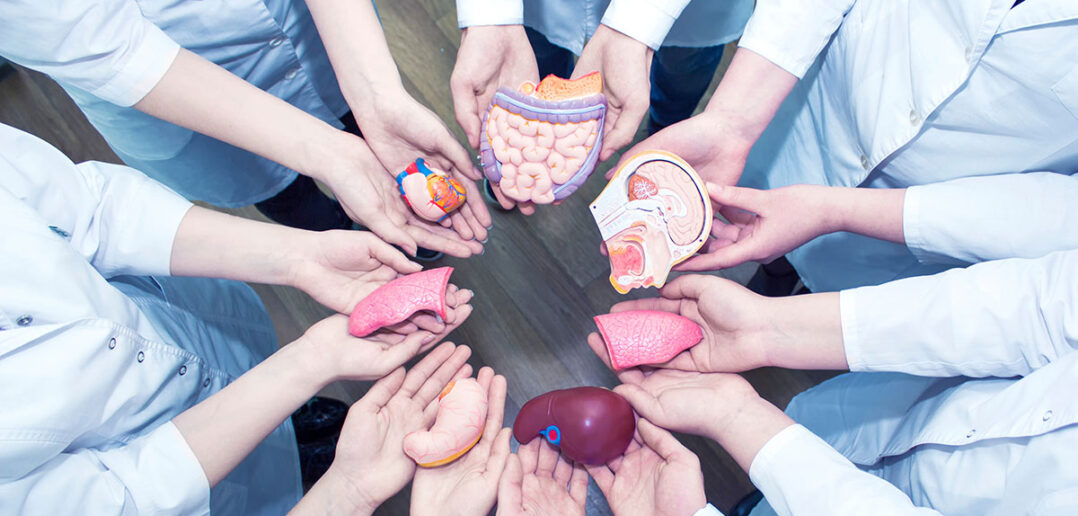 einfluss der organe auf körper und bewegungsapparat