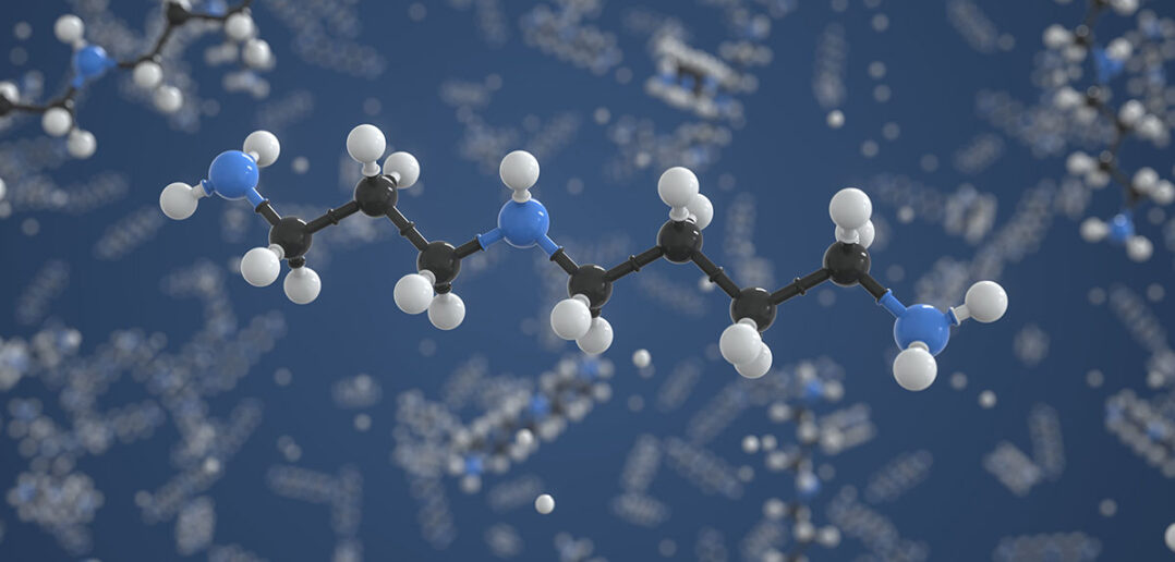 ratgeber: was bringt spermidin