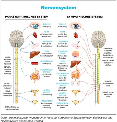 Triggerpunkte - So nutzt du sie um dein Nervensystem zu beruhigen und den negativen Folgen von Stress entgegenzuwirken.