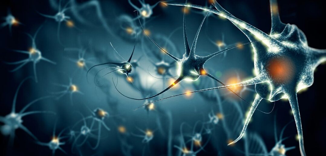 Neurotransmitter sind der Schlüssel für mentale und körperliche Leistungsfähigkeit. Dafür ist es wichtig, Dominanzen und Defizite zu erkennen